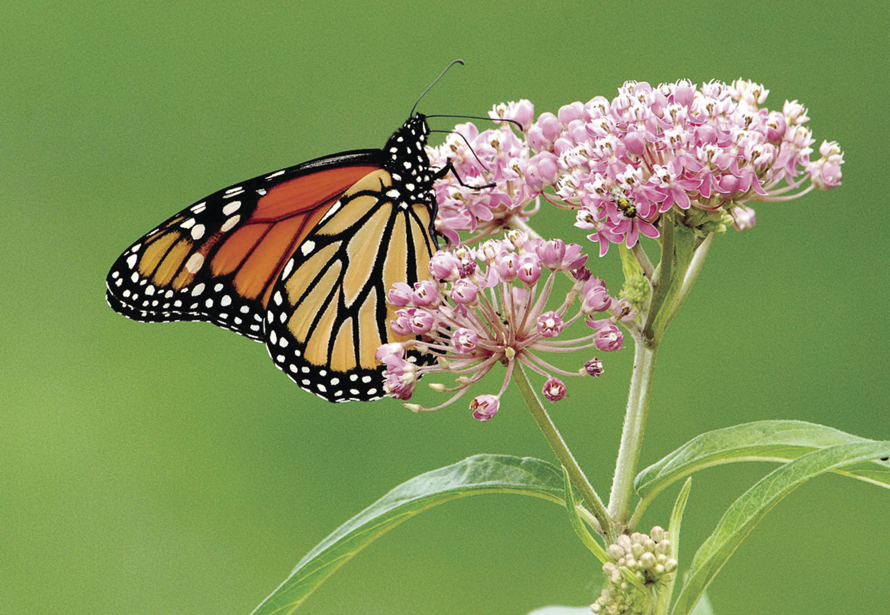 Monarch and milkweed - USFW